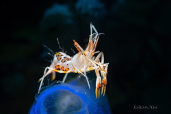 Tiger shrimp by Julian Hsu 